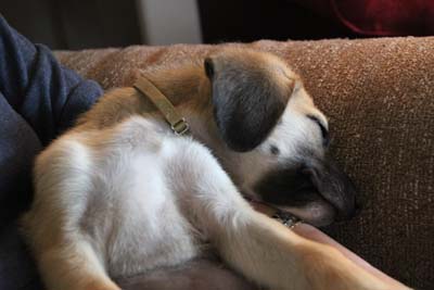Very Sleepy Puppy